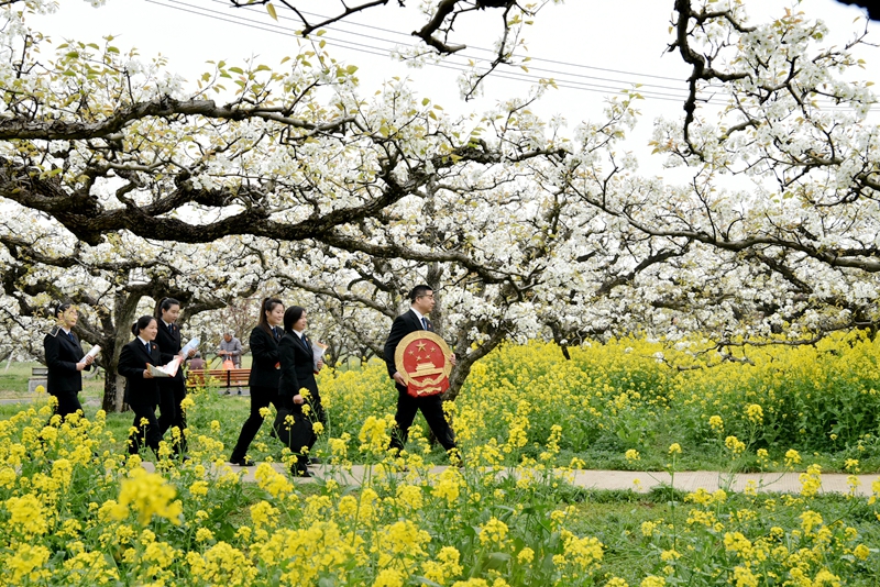 251714012328217774.jpg ①江蘇省豐縣人民法院果園巡回法庭審判團隊.JPG